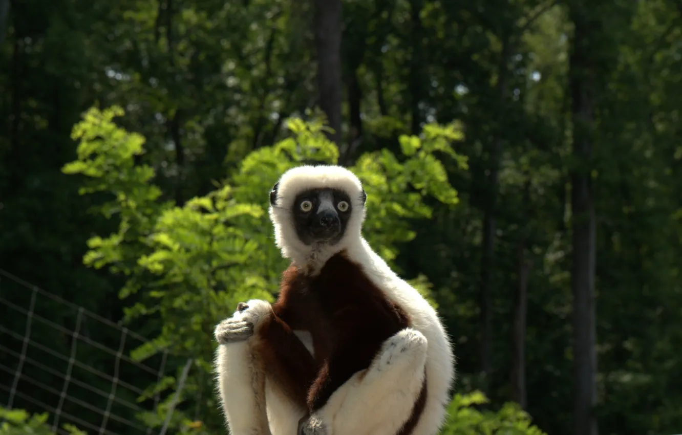 Photo wallpaper lemur, 2014, Zoboomafoo