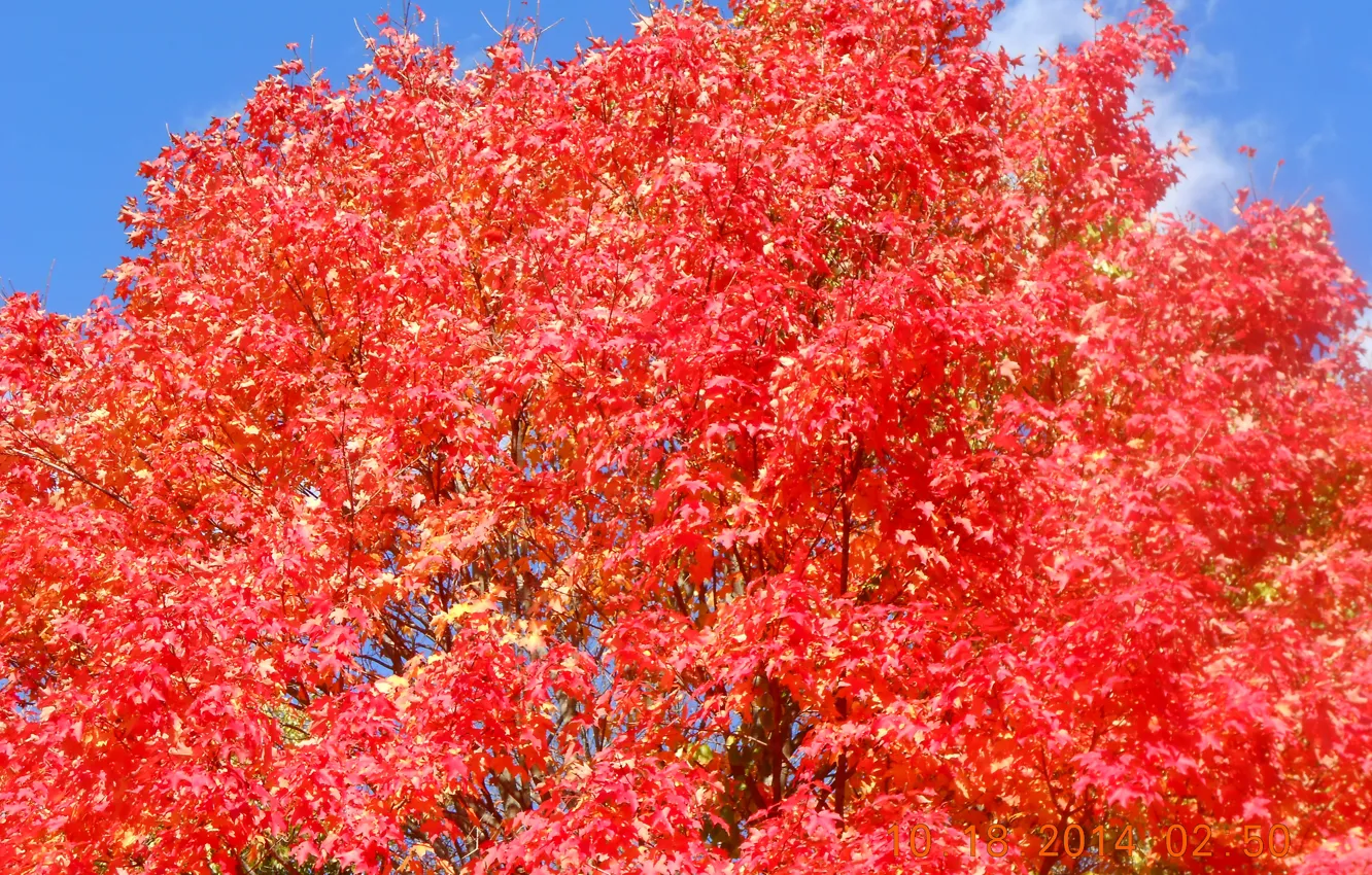 Photo wallpaper tree, fall, foliage