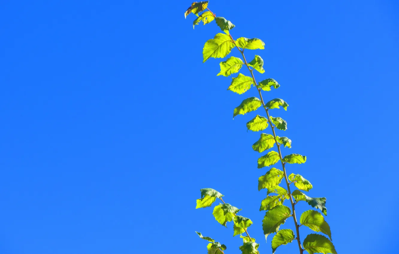 Photo wallpaper autumn, Iran, Kerman, Mahan