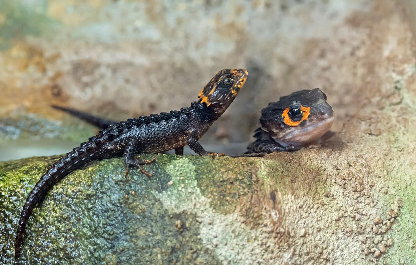 Photo wallpaper stones, lizard, stone, Lizards