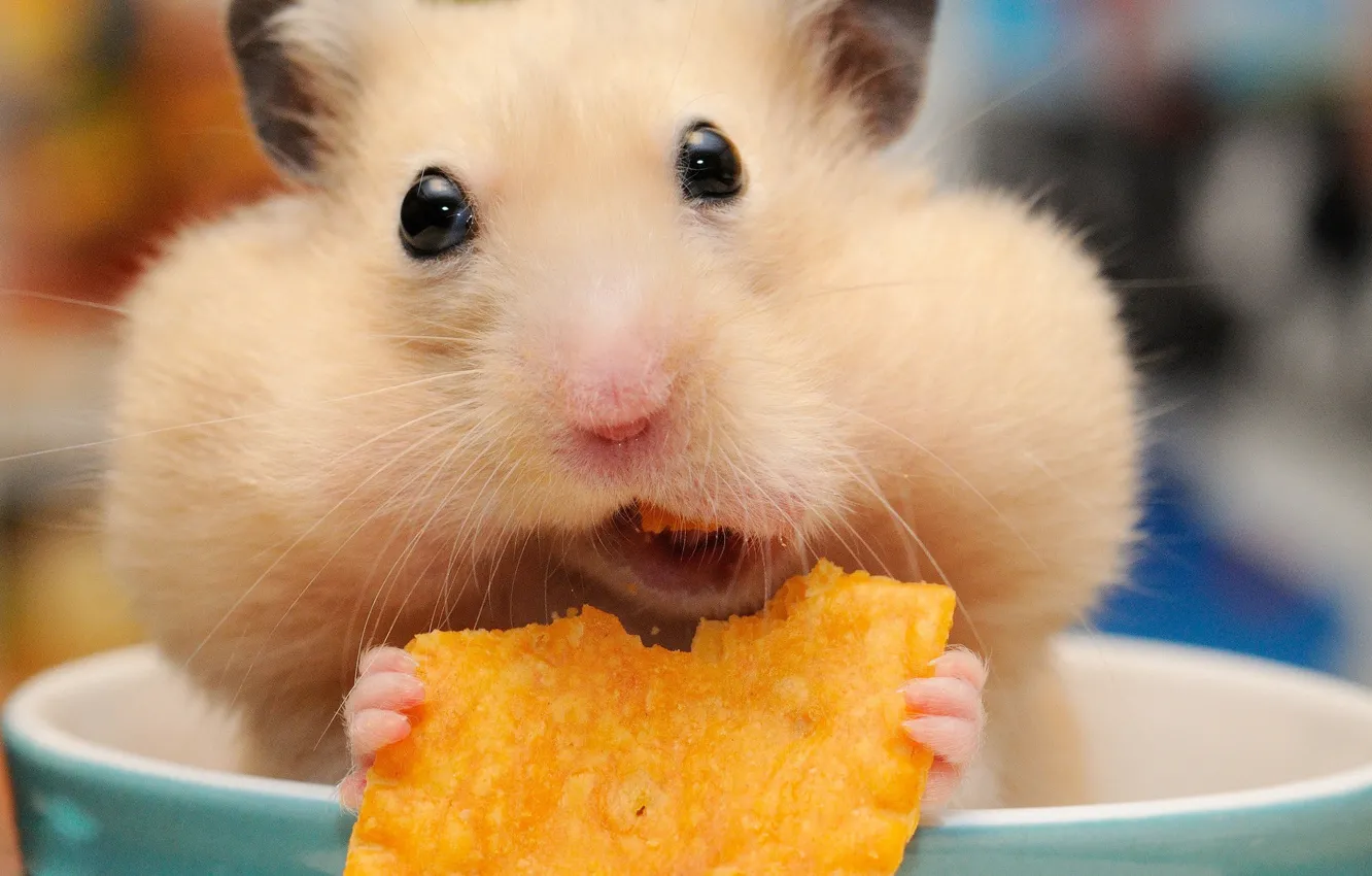 Photo wallpaper hamster, muzzle, mug, lunch, rodent, cheeks, chips