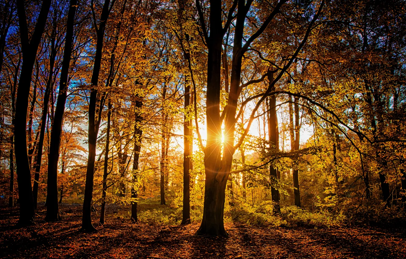 Photo wallpaper autumn, forest, light, trees, branches