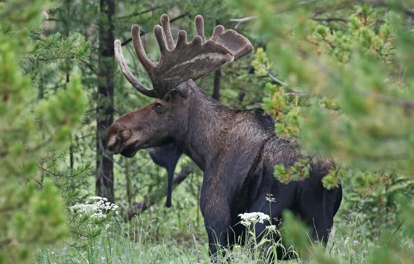 Photo wallpaper forest, horns, moose
