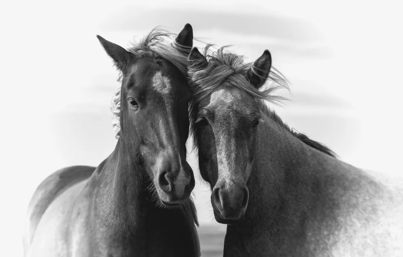 Photo wallpaper horses, portrait, horse