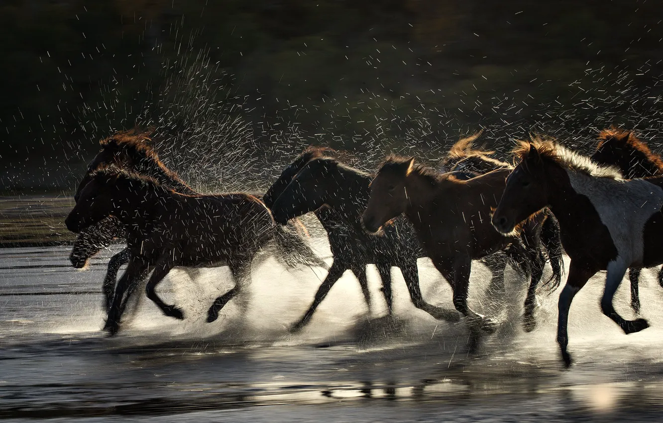 Photo wallpaper squirt, river, horse, the herd