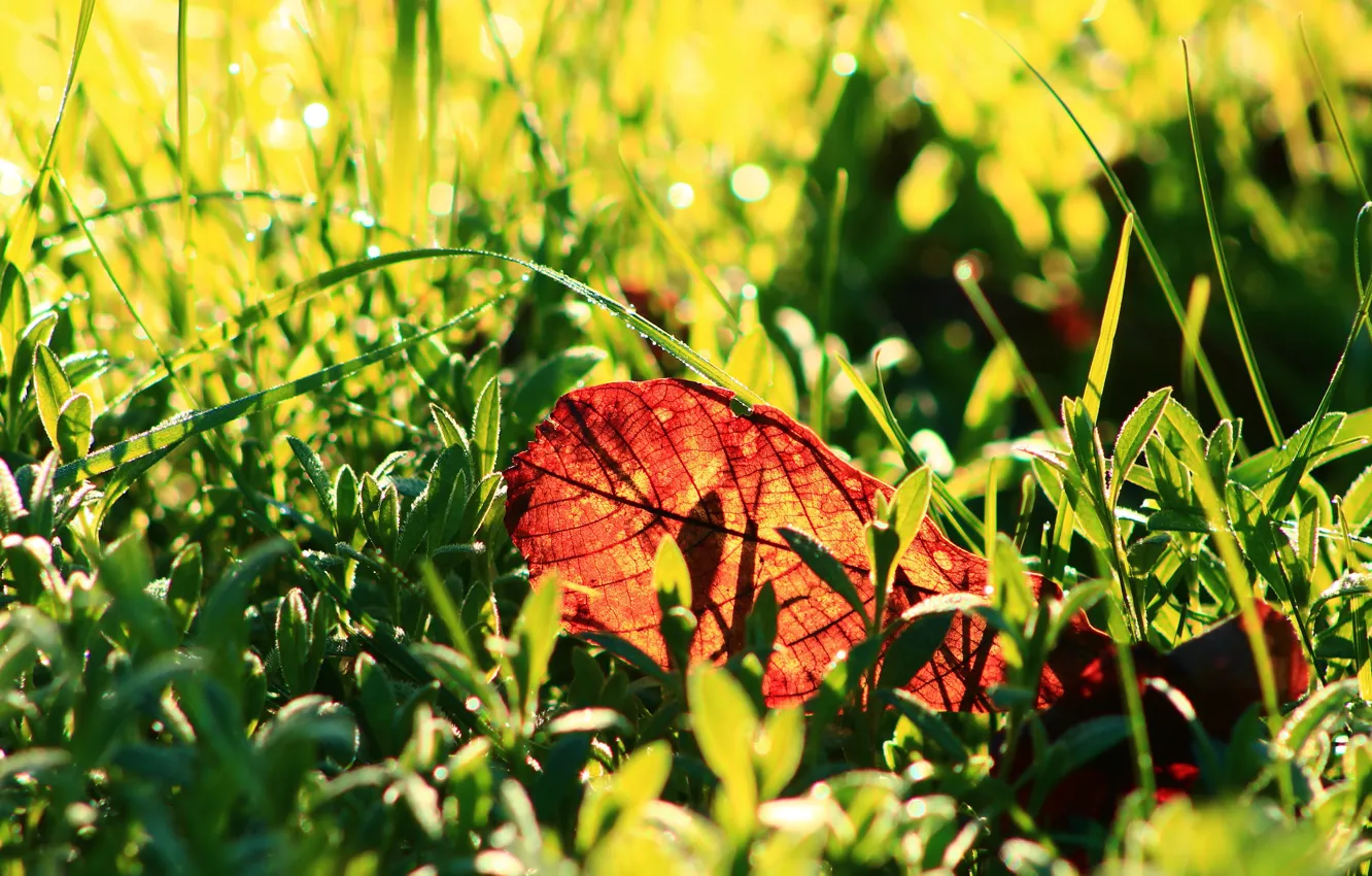 Photo wallpaper grass, light, bokeh, Autumn leaf