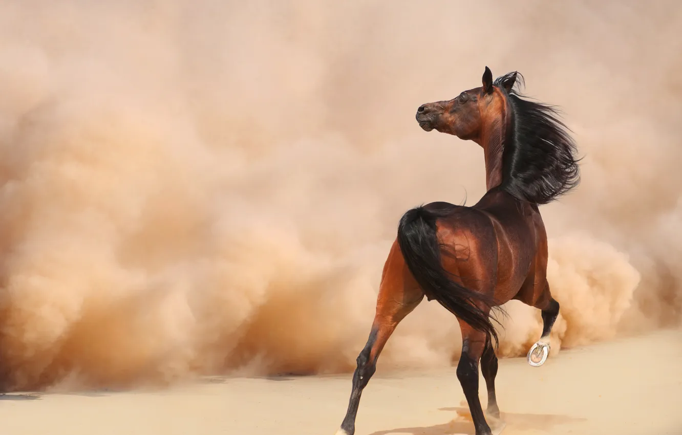 Photo wallpaper sand, look, face, nature, pose, background, horse, the wind