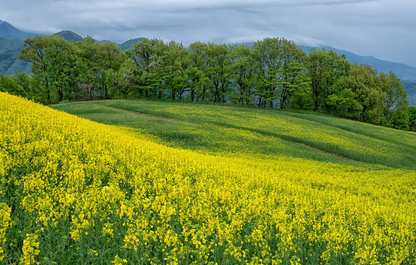 Photo wallpaper trees, mountains, hills, slope, rape, rapeseed field