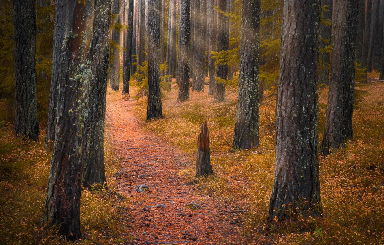 Photo wallpaper autumn, forest, trees, Norway, path, Norway, RINGERIKE, Ringerike