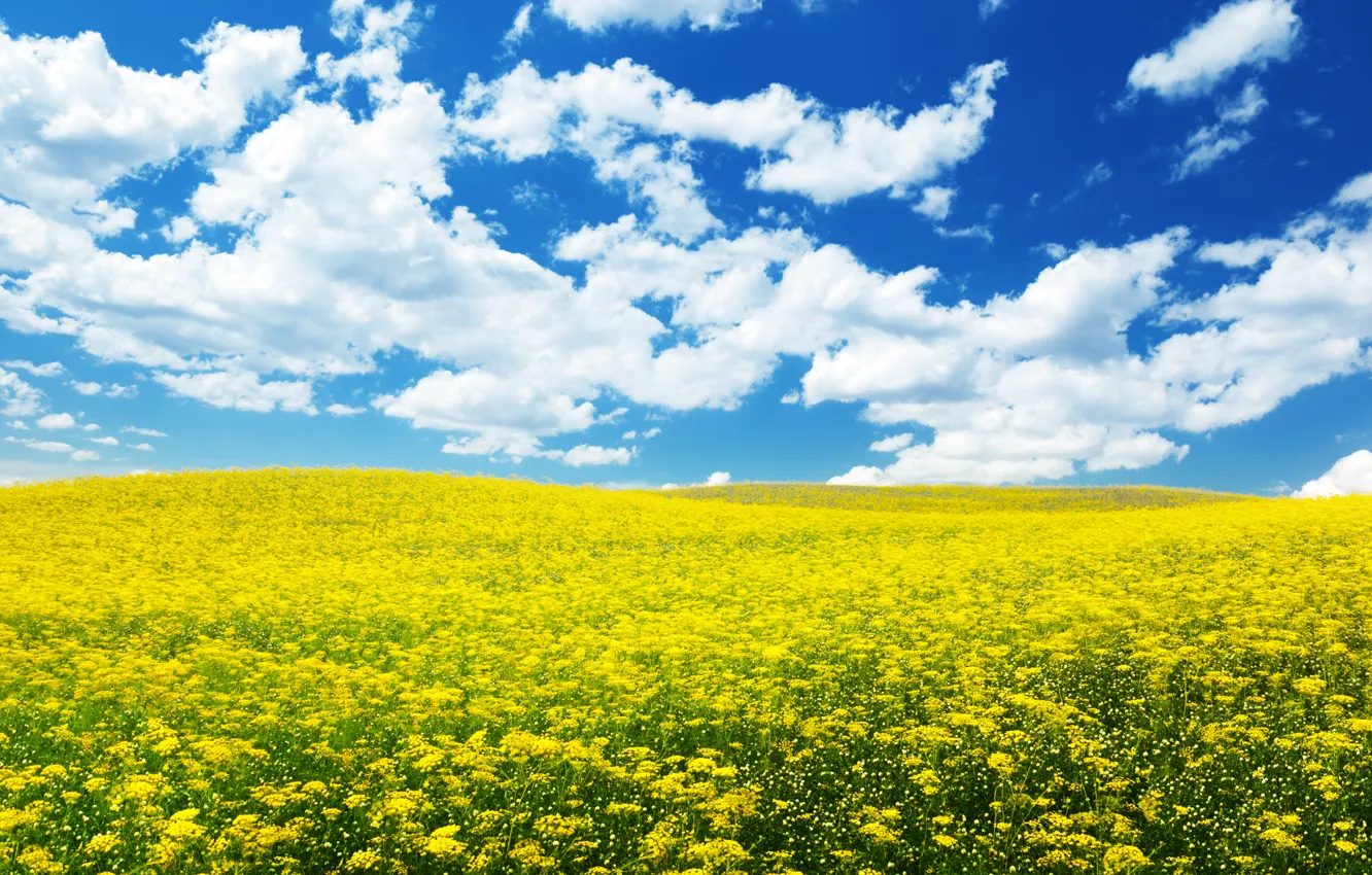 Photo wallpaper the sky, nature, flowers, flowers, the sky, the nature, ablakatova, cloud.field