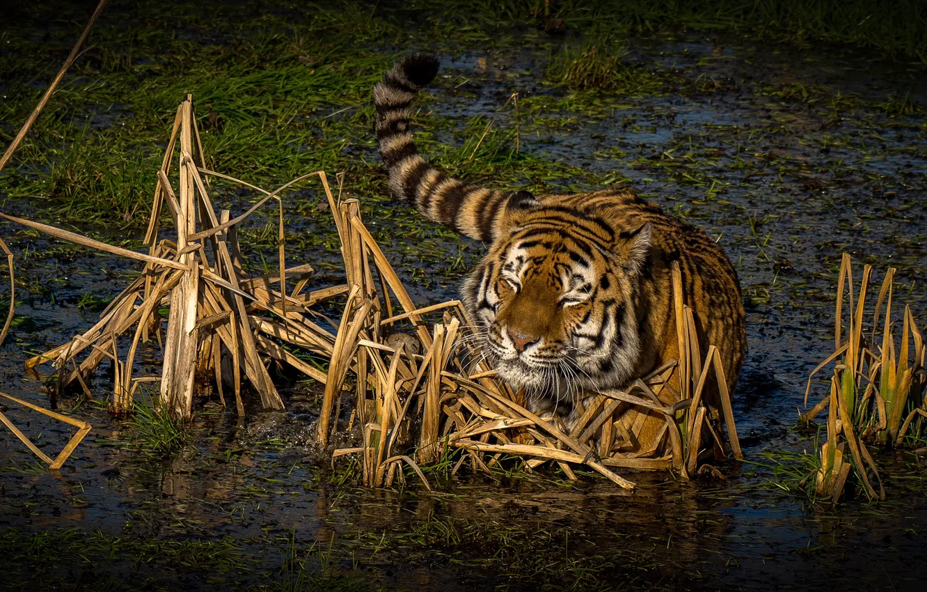 Photo wallpaper grass, the sun, nature, tiger, swamp, predator, in the water