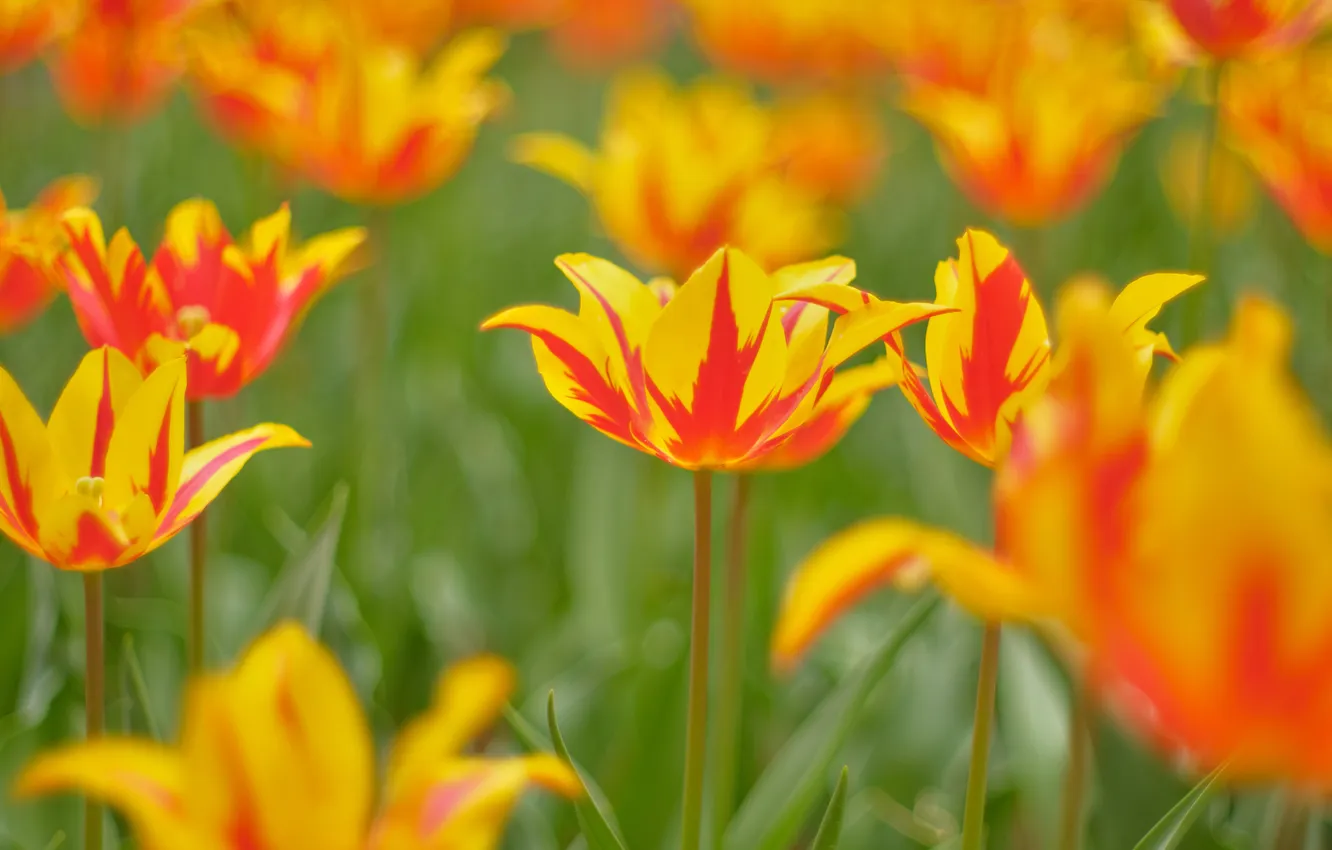 Photo wallpaper flowers, blur, spring, garden, tulips, flowerbed, blur, bokeh