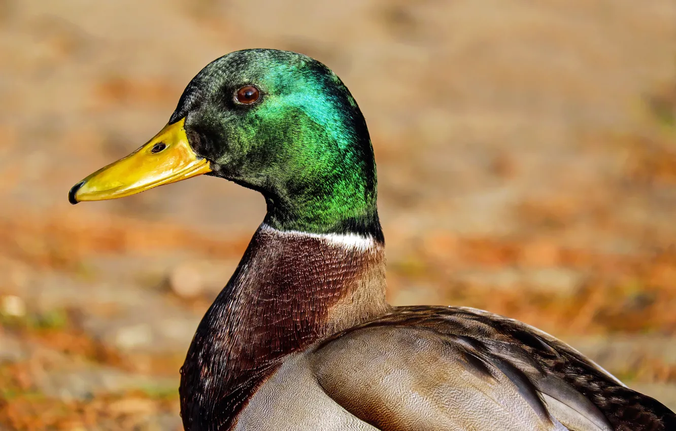 Photo wallpaper Wallpaper, duck, closeup, Mallard