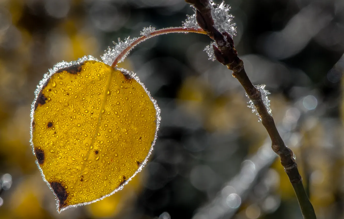 Photo wallpaper frost, autumn, sheet, branch, crystals
