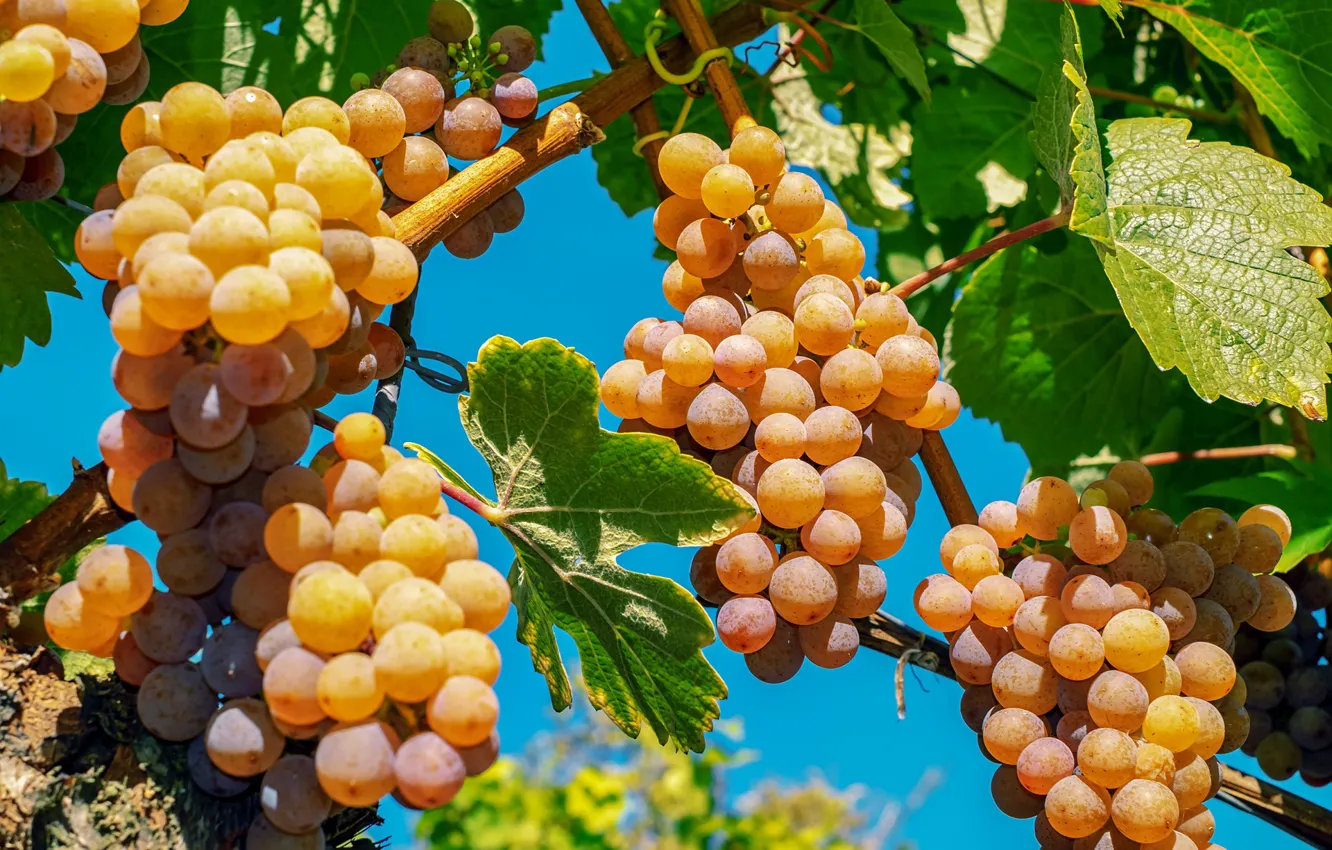 Photo wallpaper grapes, fruit, ripe, vine, sweet