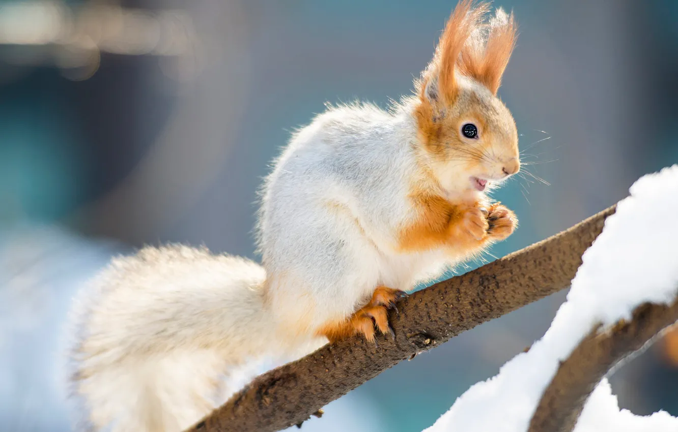 Photo wallpaper winter, look, snow, branches, pose, protein