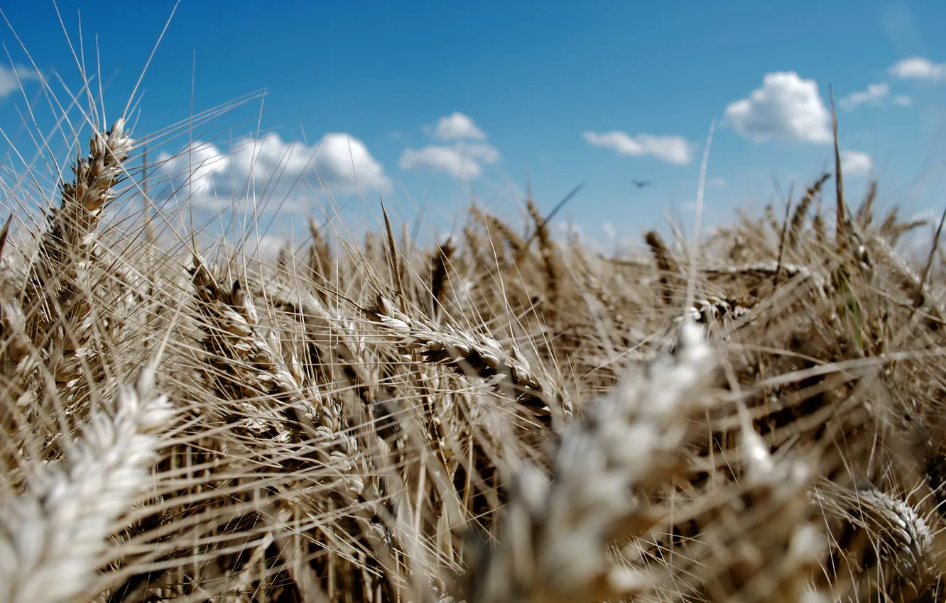Photo wallpaper field, summer, the sky, the sun, macro, nature, photo, Wallpaper