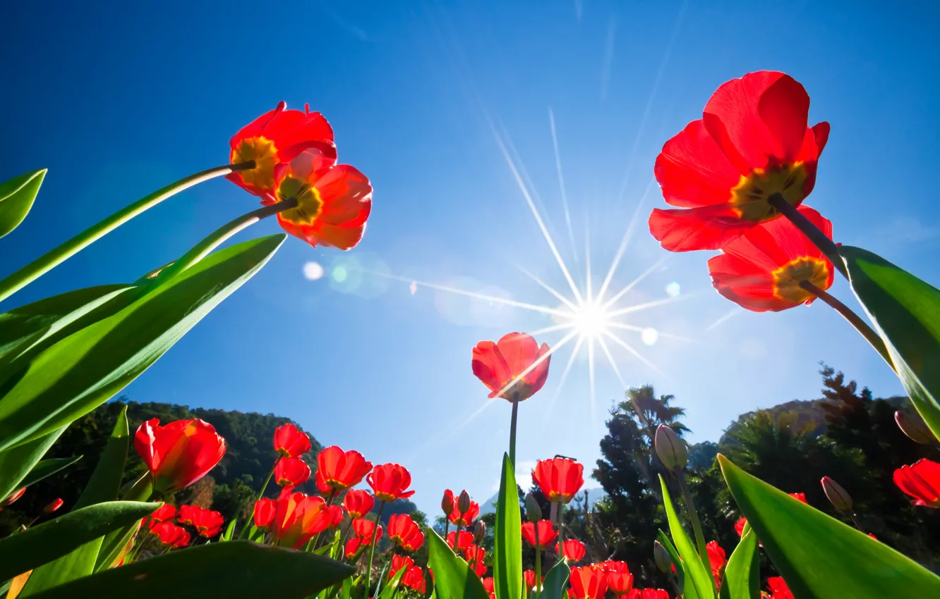 Photo wallpaper the sky, the sun, rays, trees, flowers, tulips
