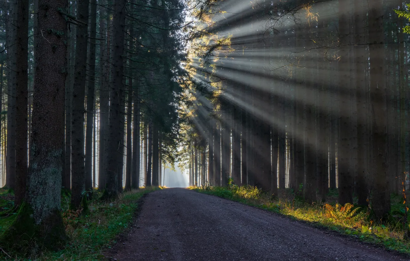 Photo wallpaper road, forest, light