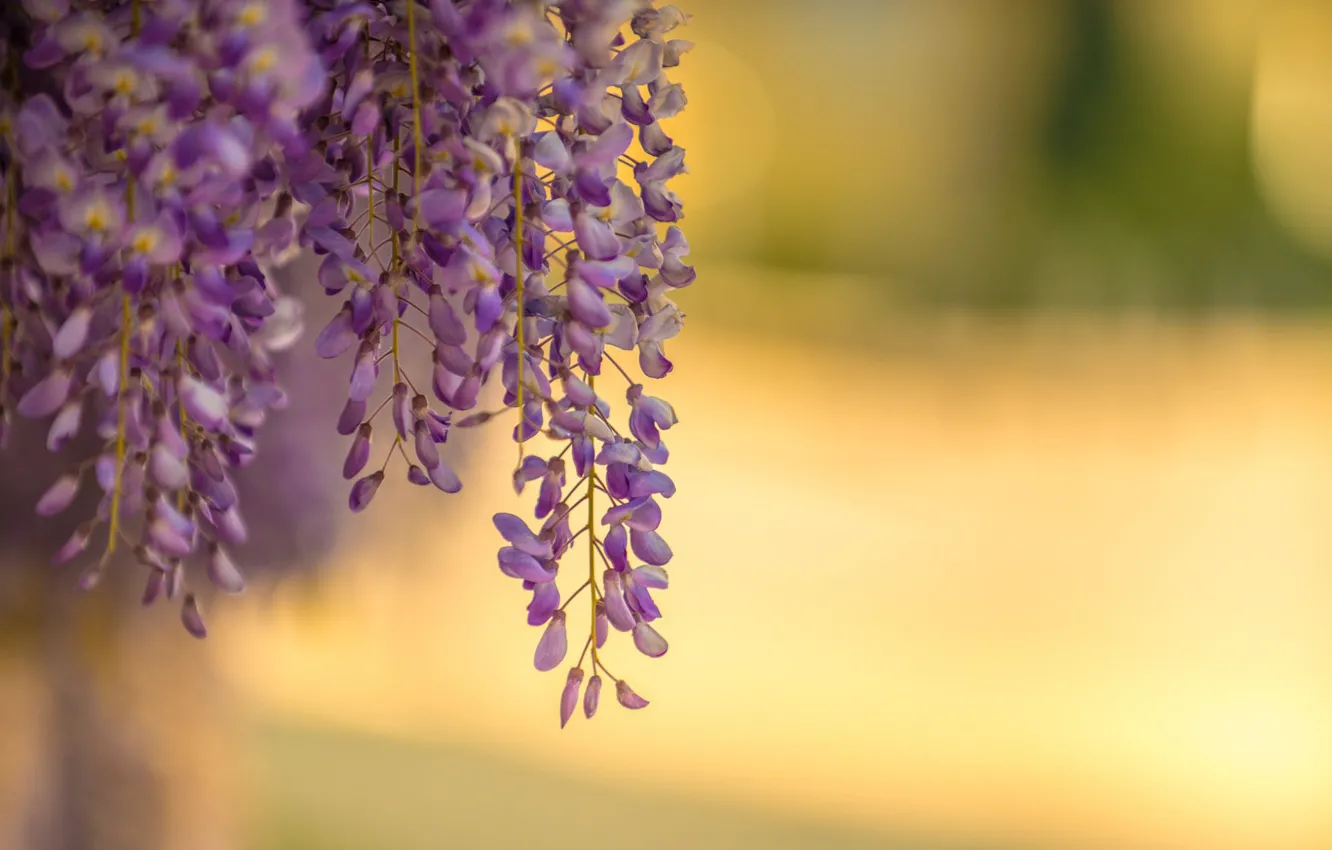 Photo wallpaper lilac, Wisteria, blur bokeh