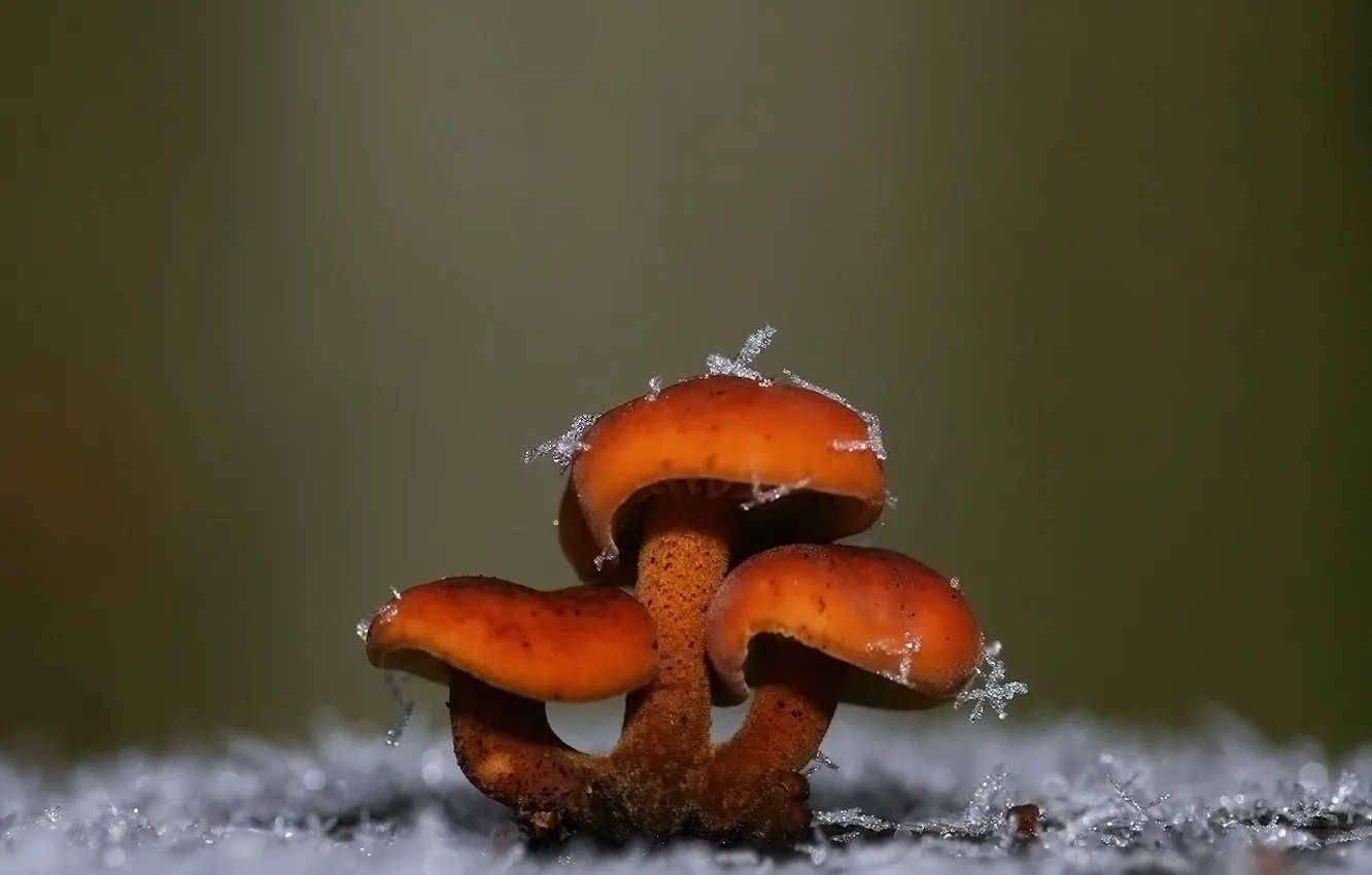 Photo wallpaper snowflakes, mushrooms