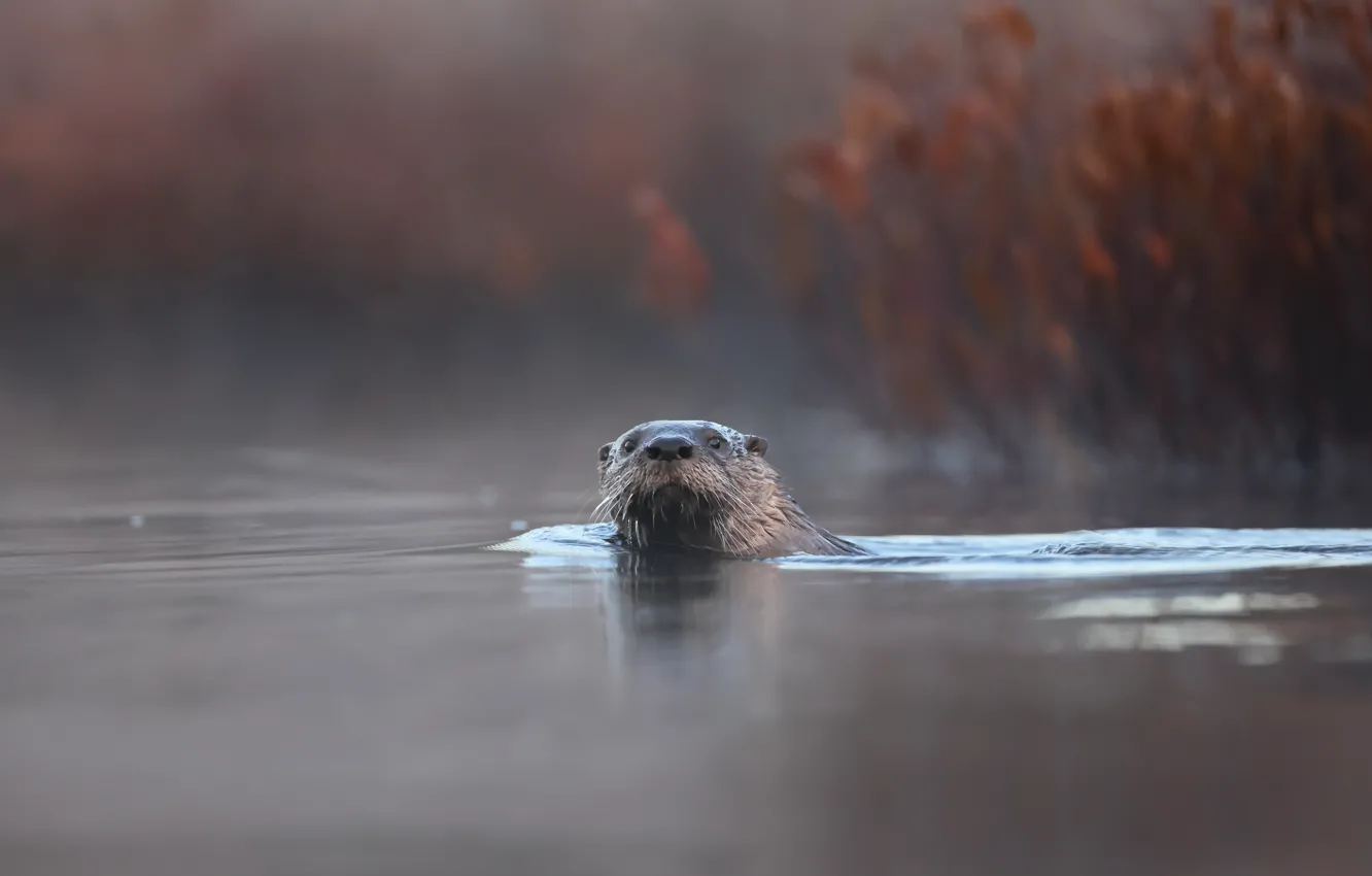 Photo wallpaper nature, lake, Canadian Otter