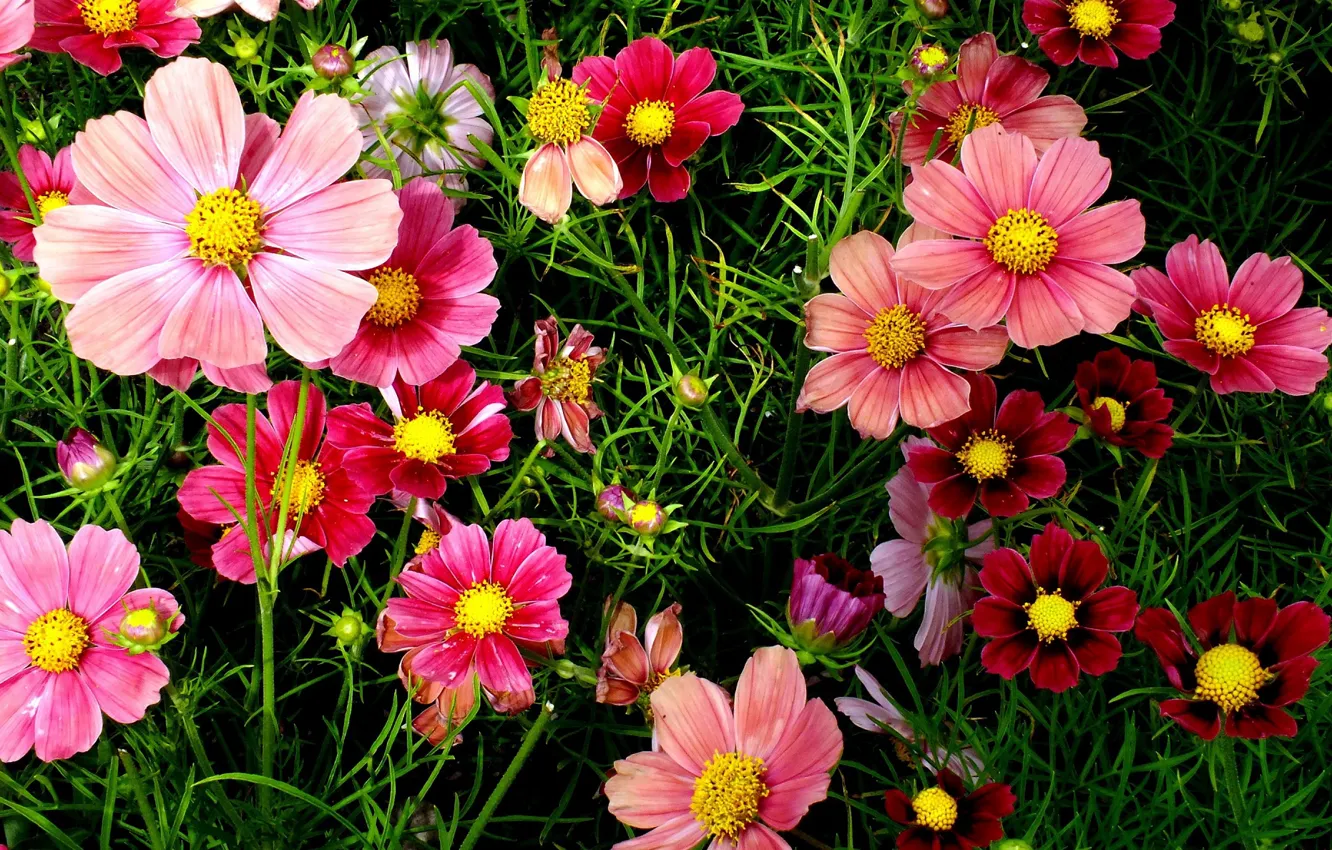 Photo wallpaper flowers, red, flowerbed, kosmeya
