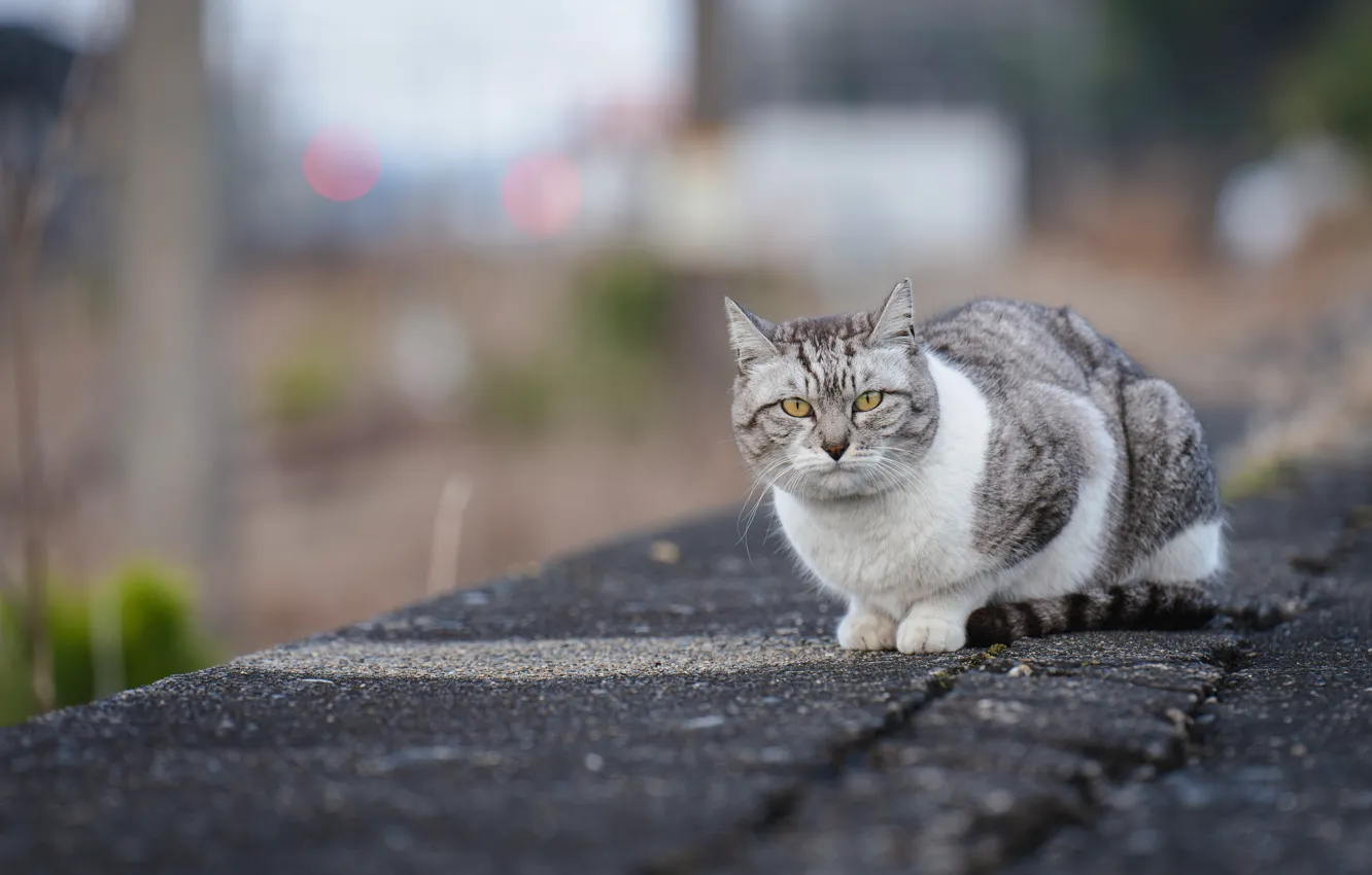 Photo wallpaper cat, asphalt, grey