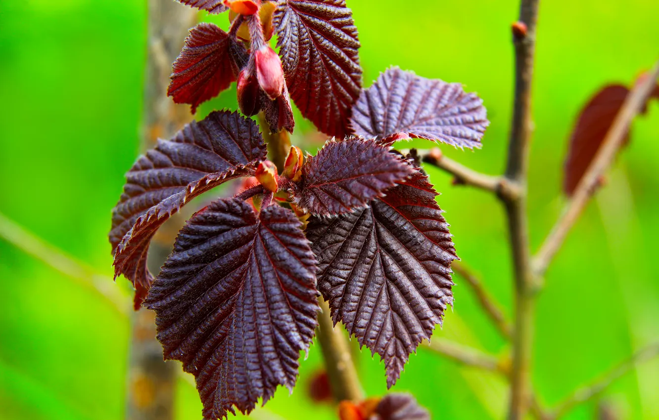Photo wallpaper spring, leaf, twig