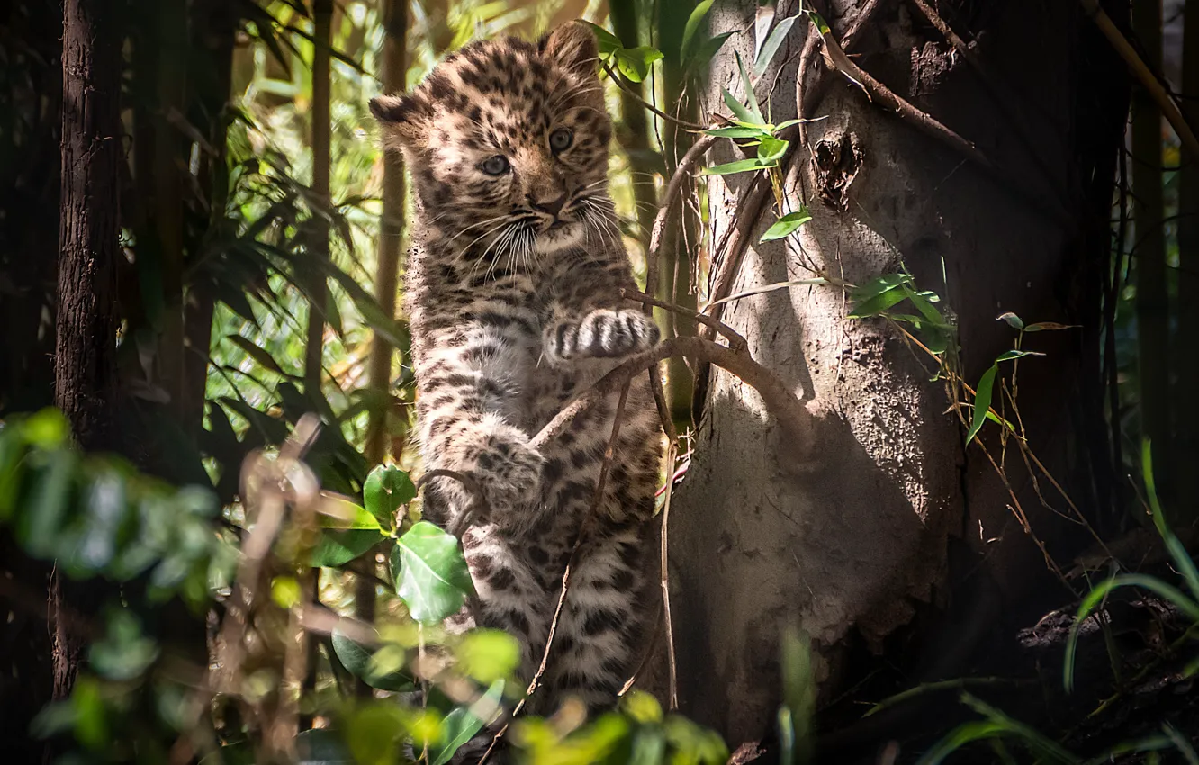 Photo wallpaper tree, baby, leopard