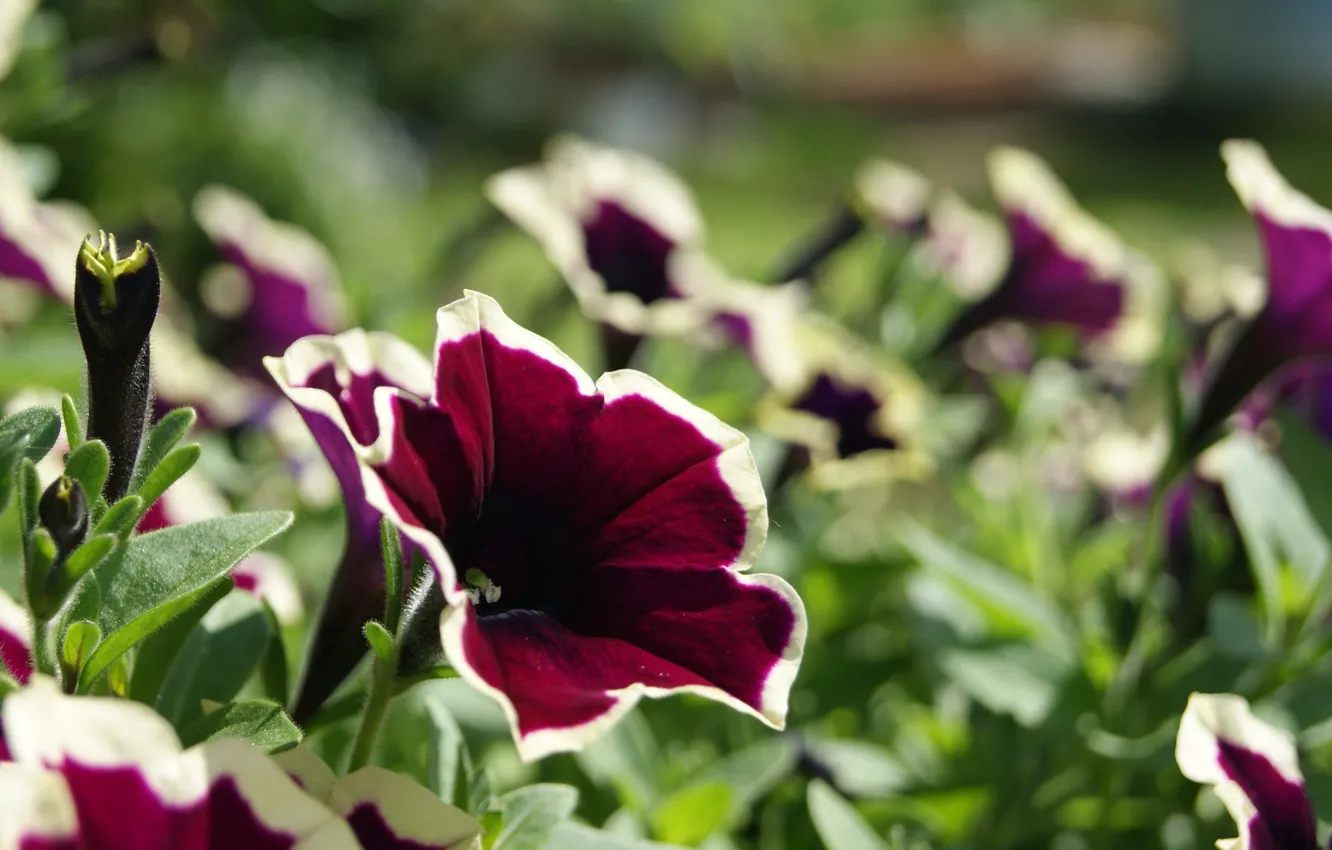 Photo wallpaper summer, flowers, Petunia, greenery flowers