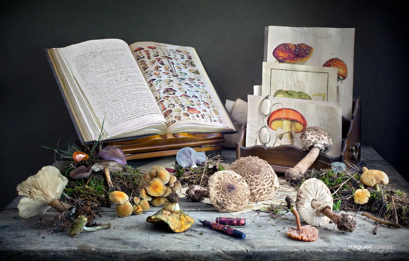 Photo wallpaper mushrooms, books, drawings, still life