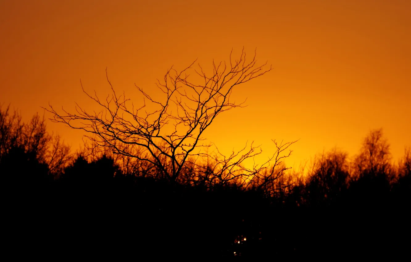 Photo wallpaper the sky, trees, the evening, silhouette, glow, the bushes