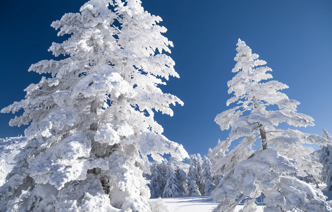 Photo wallpaper winter, the sky, snow, trees, landscape