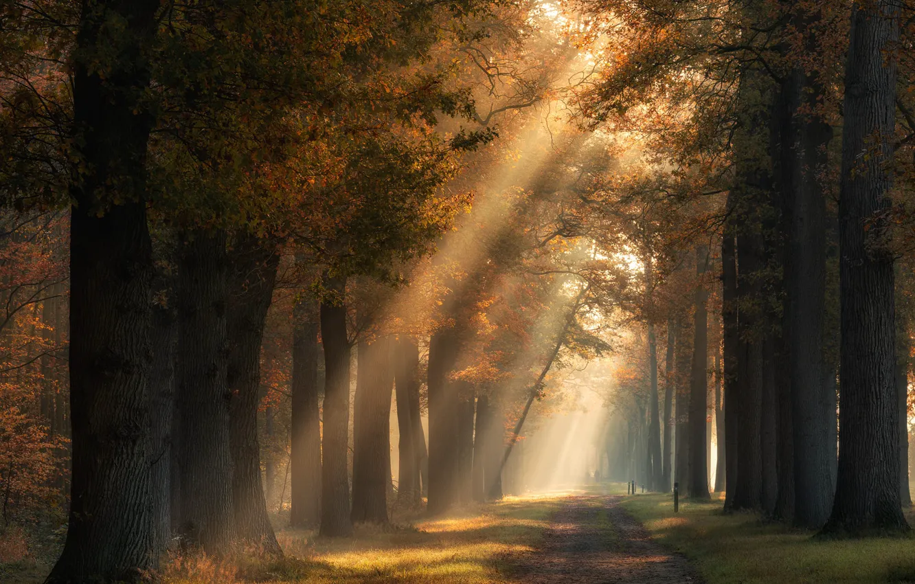 Photo wallpaper road, autumn, forest, the sun, rays, light, trees, fog
