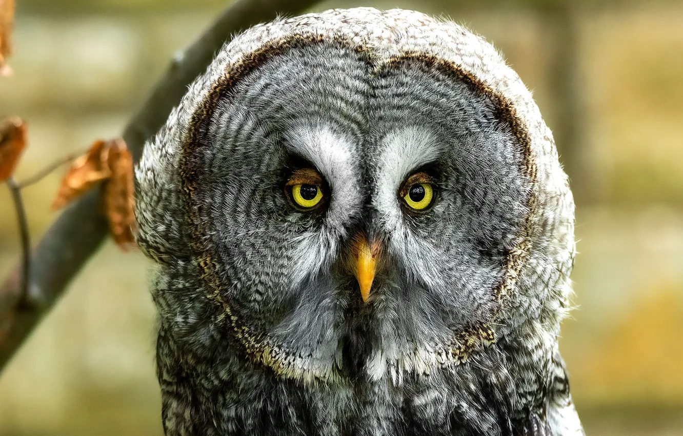 Photo wallpaper look, background, owl, bird, portrait, owl