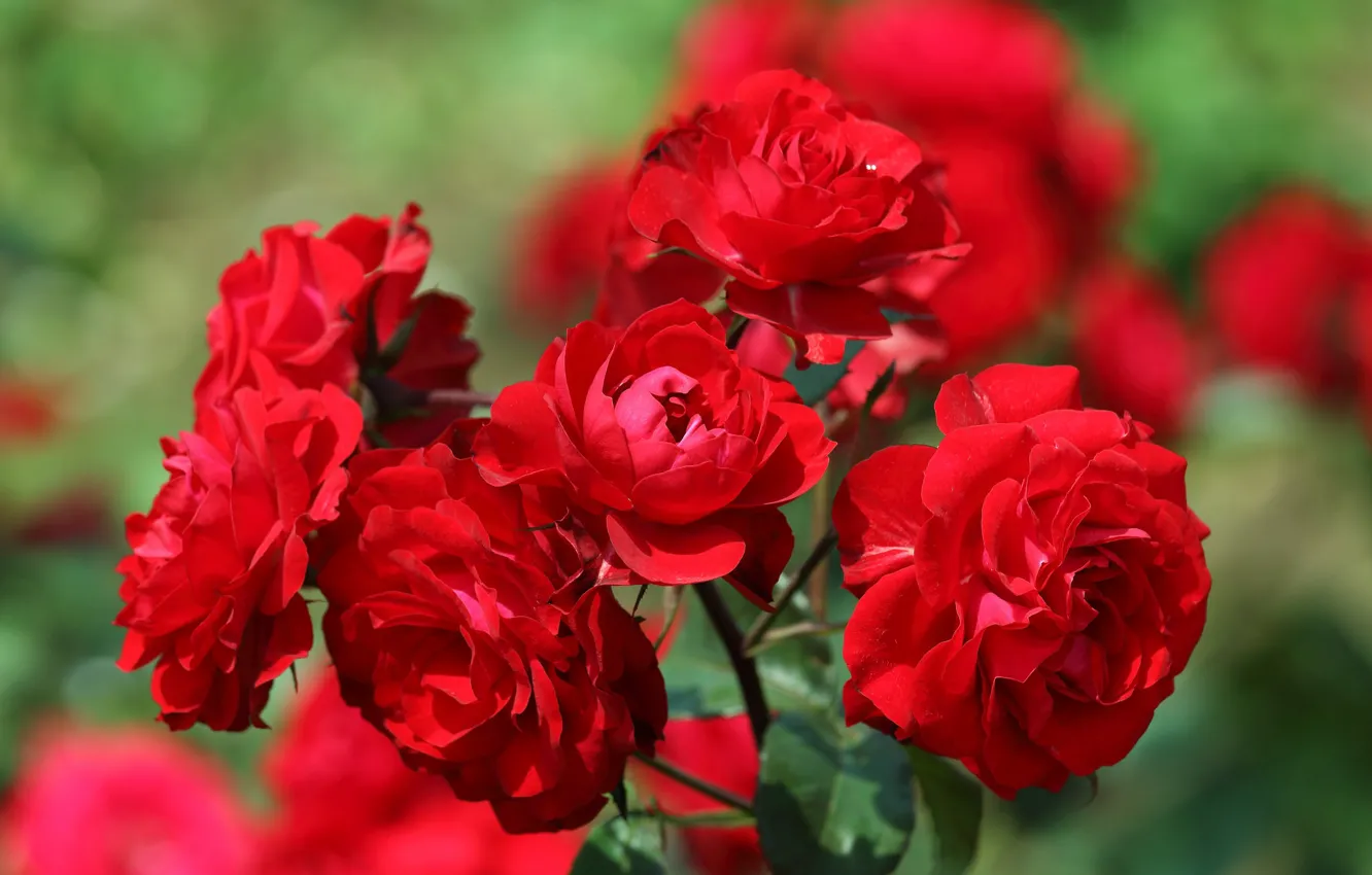 Photo wallpaper red, bright, roses