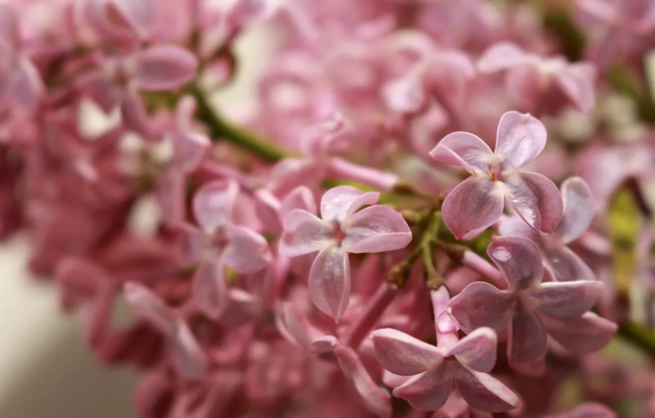 Photo wallpaper nature, pink color, lilac blossoms