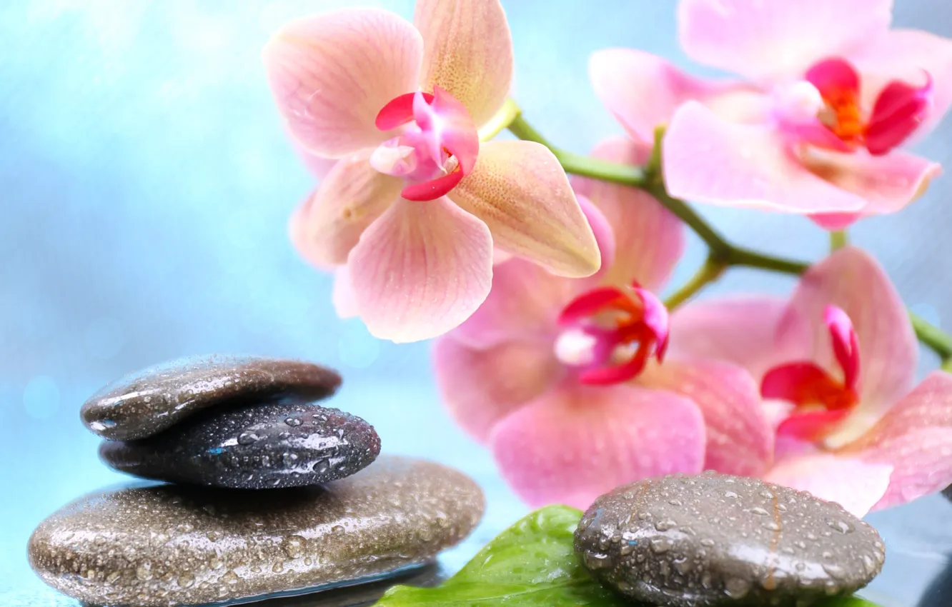 Photo wallpaper flowers, droplets, Orchid, leaves, Spa stones