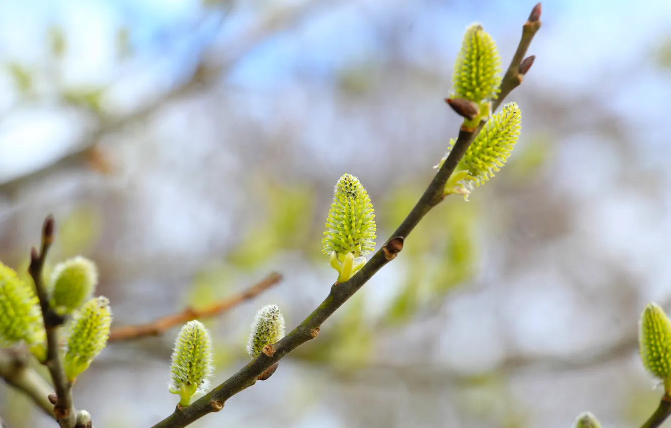 Photo wallpaper spring, willow, twig, catkins