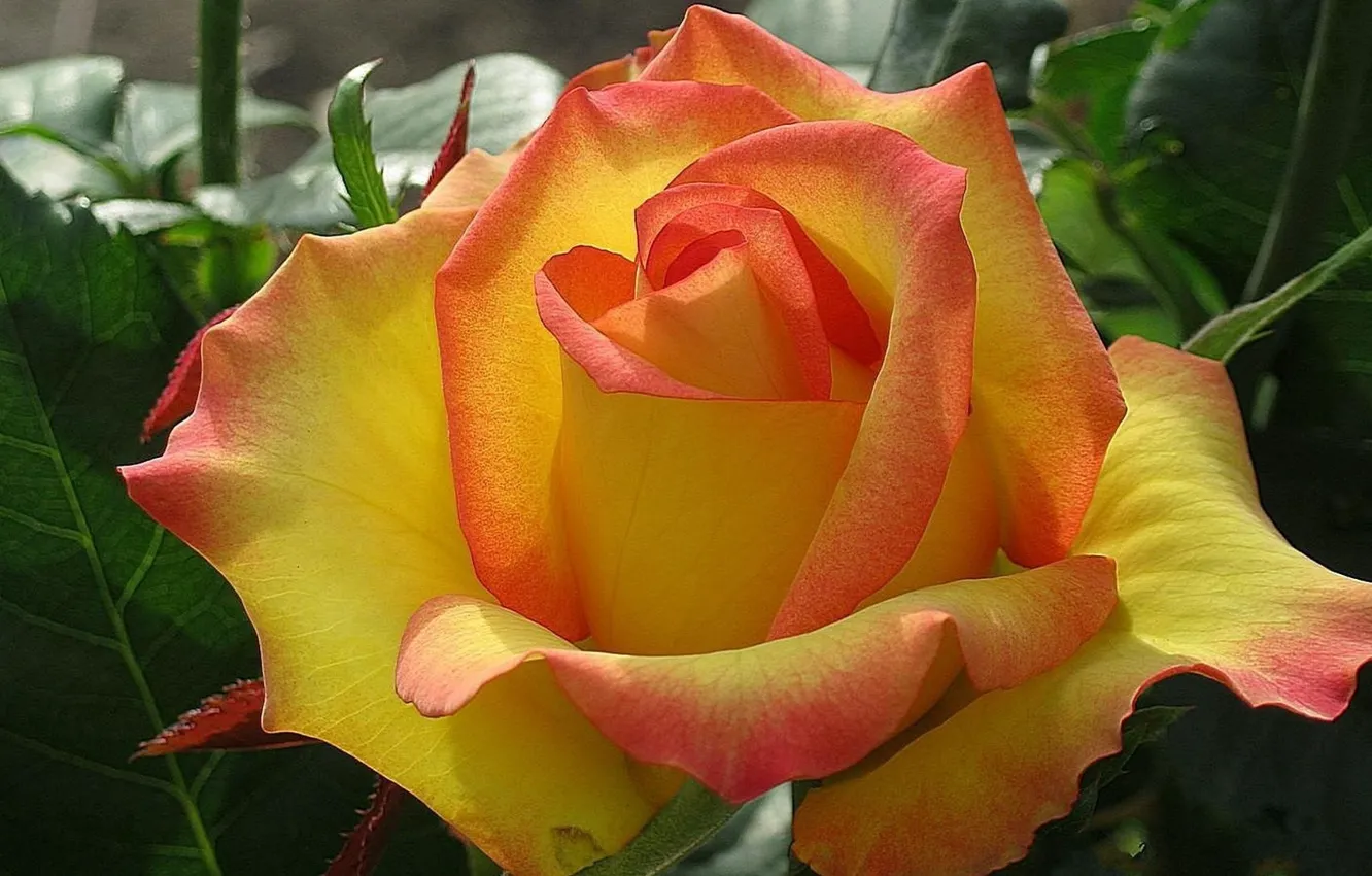 Photo wallpaper leaves, yellow, roses