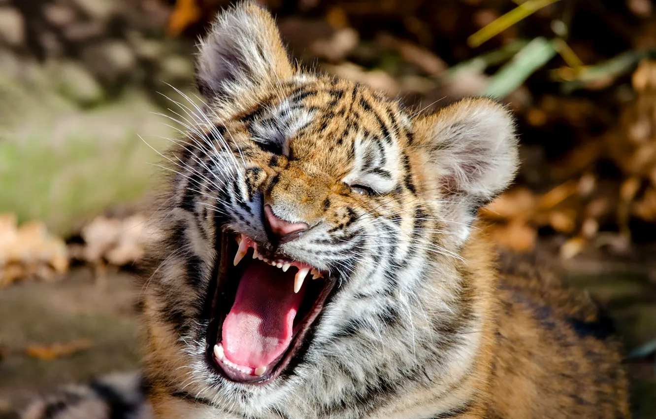 Photo wallpaper face, tiger, mouth, cub, kitty, The Amur tiger, tiger