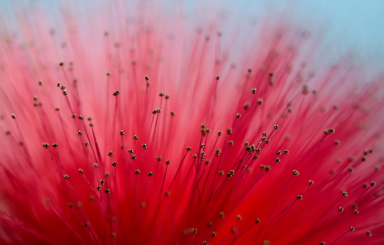 Photo wallpaper macro, flowers, background