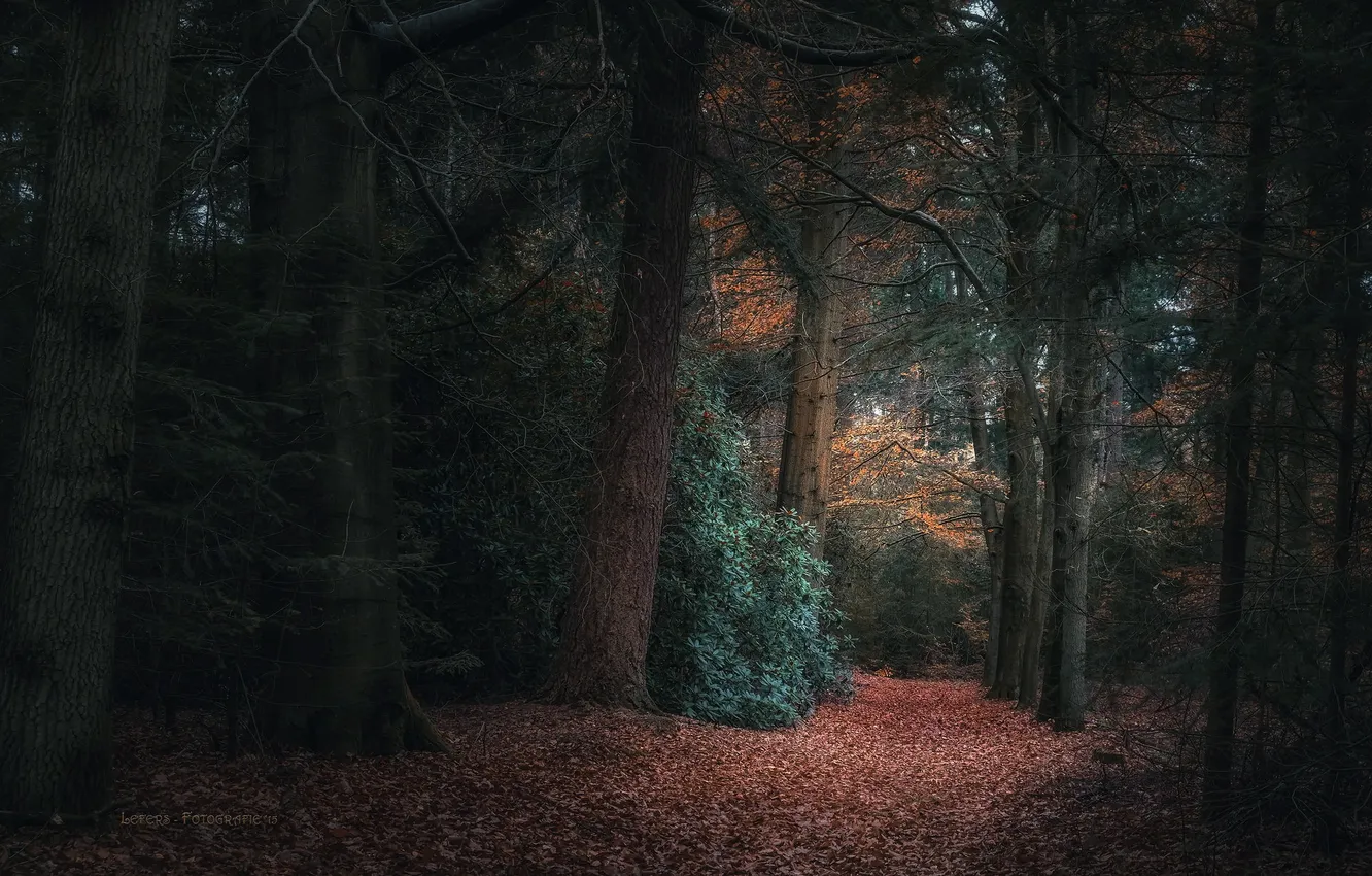 Photo wallpaper autumn, forest, nature