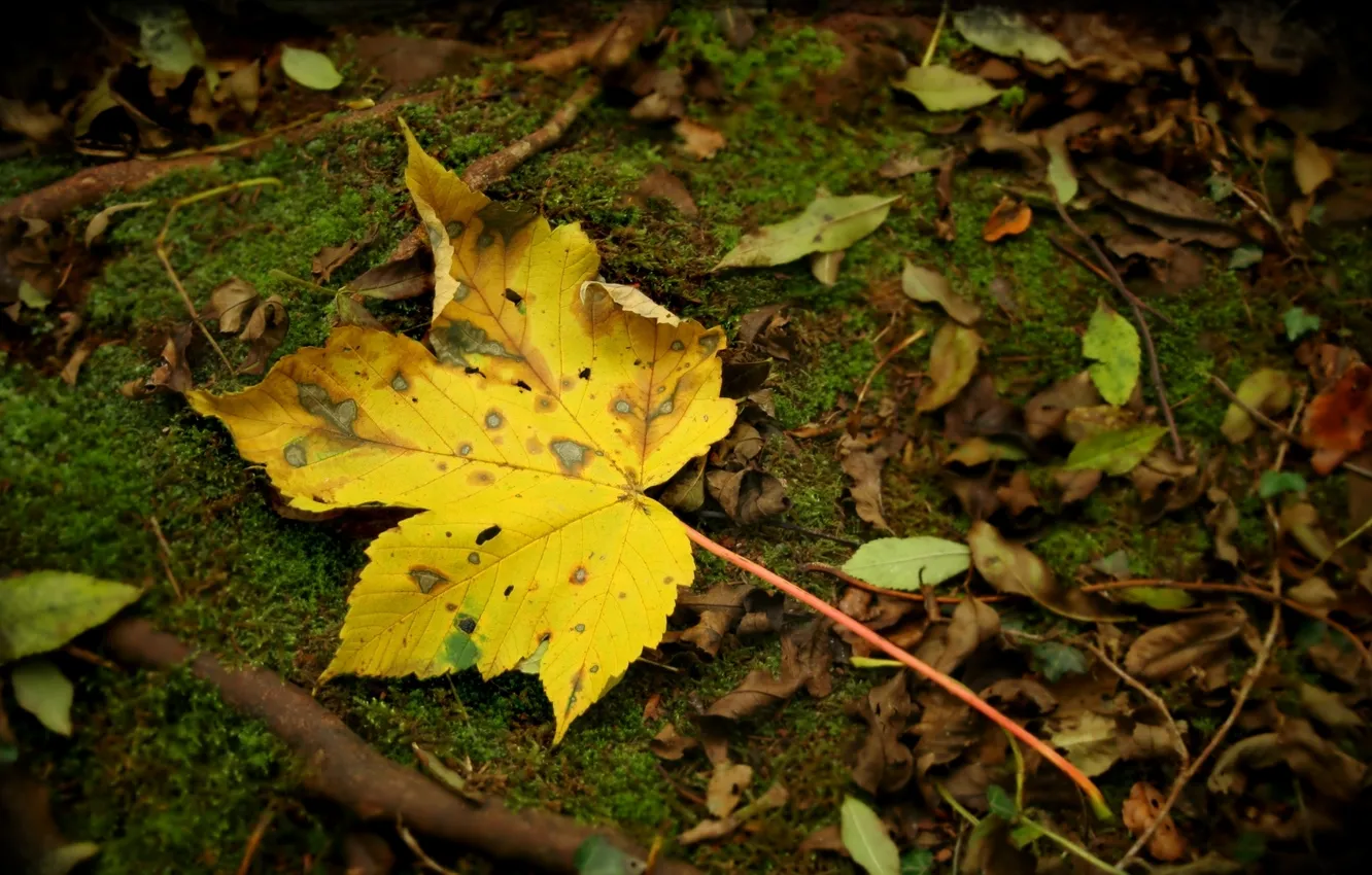 Photo wallpaper autumn, forest, leaves, macro, nature, Park, earth, autumn Wallpaper