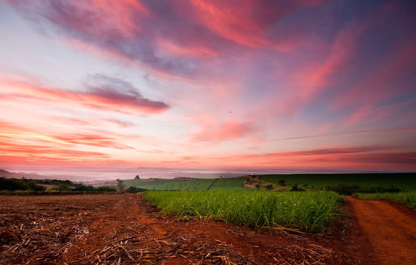 Photo wallpaper field, the sky, pink