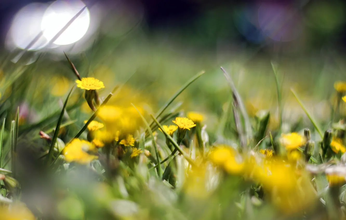 Photo wallpaper flowers, nature, background, dandelion, Wallpaper, glade, plant, blur