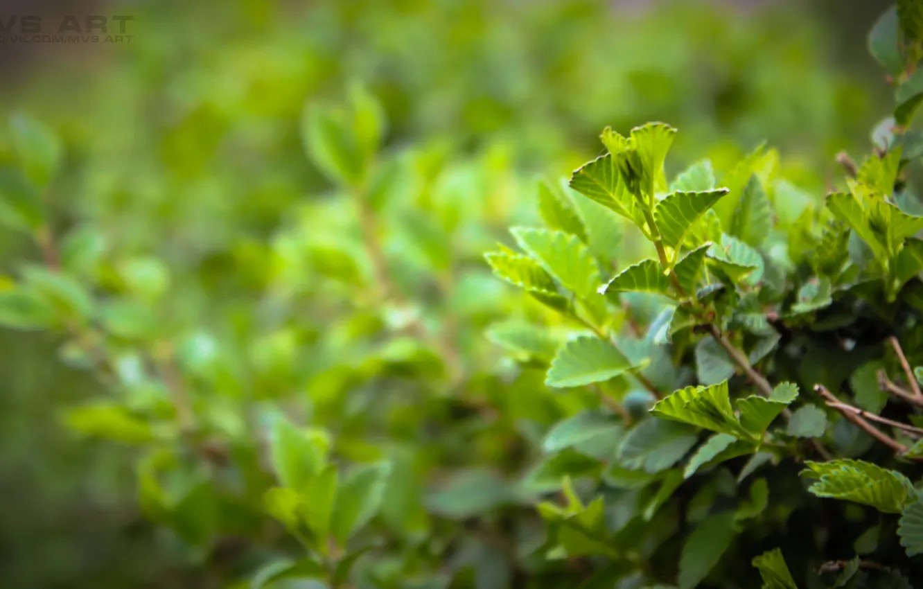 Photo wallpaper grass, macro, shrub, green., MVS