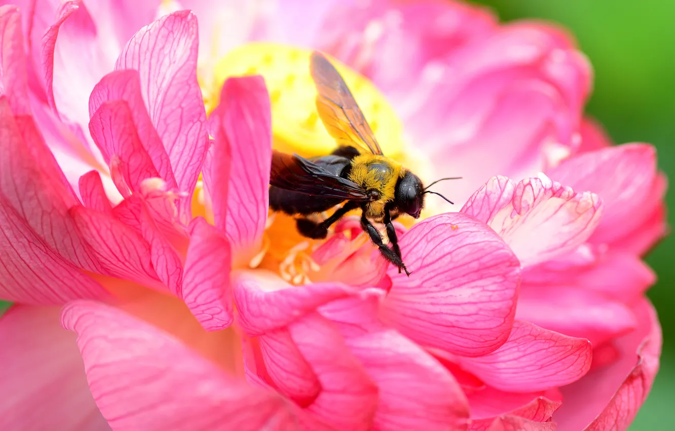 Photo wallpaper flowers, bee, petals, insect