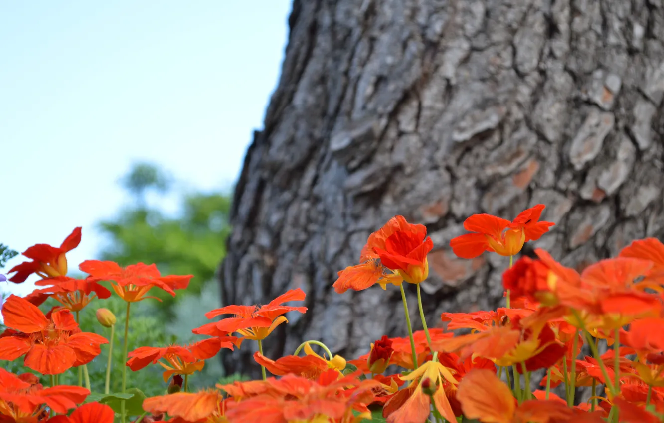Photo wallpaper flowers, tree, red, clubm